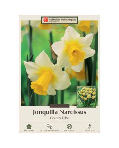 Narcissus, Jonquil 'Golden Echo'