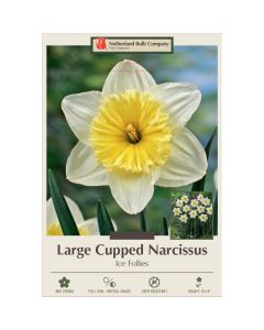 Narcissus, Large Cupped 'Ice Follies'
