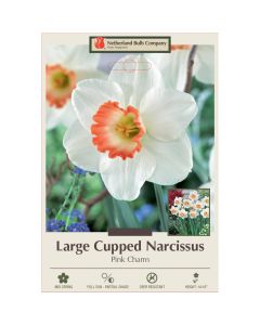 Narcissus, Large Cupped 'Pink Charm'
