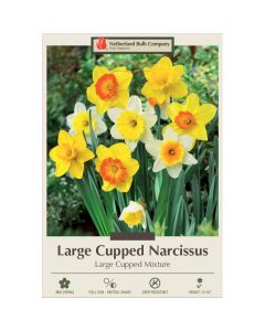 Narcissus Assortment, Large Cupped Mixture