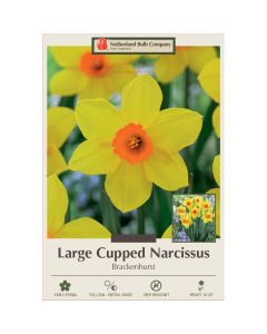 Narcissus, Large Cupped 'Brackenhurst'
