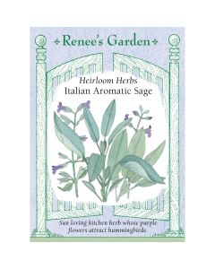 Salvia, Broadleaf Sage 'Italian Aromatic' Heirloom ~ 140 seeds