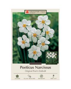 Narcissus, Poeticus 'Original Poet's Daffodil'