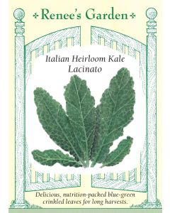 Brassica, Kale, Lacinato ~ 275 seeds