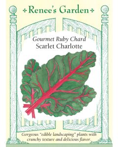 Brassica, Chard, Ruby Chard Scarlet Charlotte ~ 100 seeds