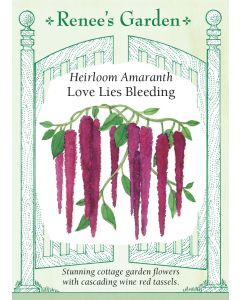 Amaranthus, Love Lies Bleeding ~ 500 seeds