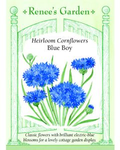Centaurea, Cornflower, Blue Boy ~ 100 seeds