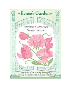 Lathyrus, Sweet Pea, Watermelon ~ 35 seeds