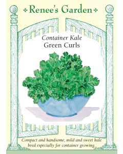 Brassica, Kale, Green Curls ~ 65 seeds