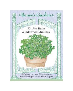 Ocimum, Basil, Kitchen Herbs Windowbox Mini Basil