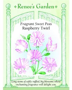 Lathyrus, Fragrant Sweet Pea, Raspberry Twirl, ~ 30 seeds