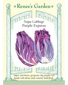 Brassica, Napa Cabbage, Purple Express ~ 85 seeds