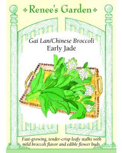 Brassica, Chinese Broccoli, Gai Lan Early Jade ~ 500 seeds