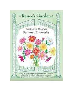 Dahlia, Pollinator Dahlias 'Summer Fireworks' ~ 50 seeds