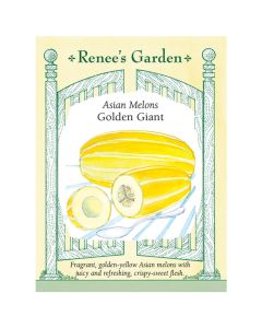 Cucumis, Asian Melon 'Golden Giant' ~ 24 seeds