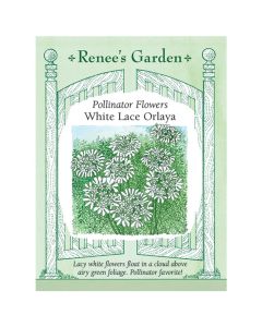 Orlaya, White Lace Flower ~ 45-60 seeds