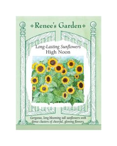 Helianthus, Sunflower 'High Noon' ~ 60 seeds