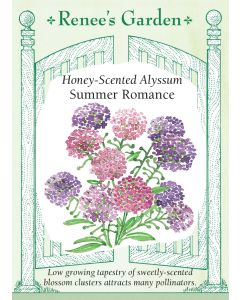 Lobularia, Alyssum, Honey-Scented Alyssum Summer Romance, ~ 500 seeds