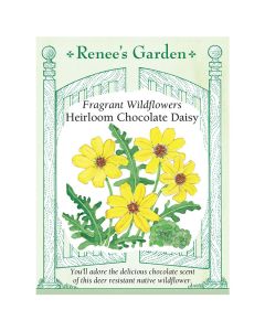 Berlandiera, Lyreleaf Greeneyes 'Chocolate Daisy' ~ 24 seeds