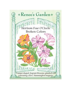 Mirabilis, Four O'Clocks 'Broken Colors' ~ 32 seeds