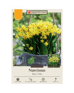 Narcissus, Cyclamineus 'Tête à Tête'