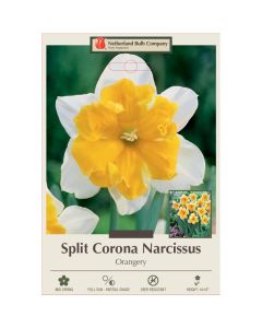 Narcissus, Split Corona Butterfly 'Orangery'