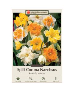 Narcissus Assortment, Split Corona Butterfly Mixture