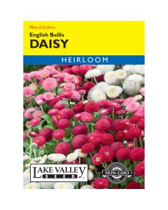 Bellis, English Daisy Mixed Colors