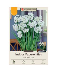 Narcissus, Tazetta Indoor Paperwhite 'Ziva'