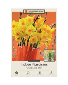 Narcissus, Tazetta Indoor Paperwhite 'Grand Soleil d'Or'