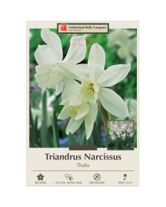 Narcissus, Triandrus 'Thalia'