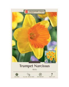 Narcissus, Daffodil Trumpet 'Akita'