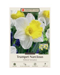 Narcissus, Daffodil Trumpet 'Holland Sensation'