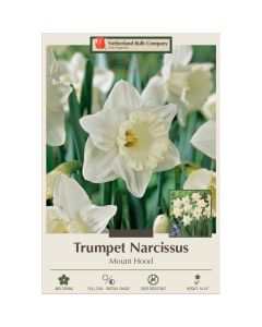 Narcissus, Daffodil Trumpet 'Mount Hood'