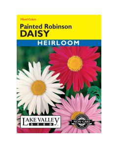 Chrysanthemum, Painted Daisy 'Robinson' Mixed Colors
