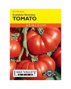 Solanum, Tomato Beefsteak (Pole) 'Costoluto Genovese' Heirloom