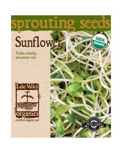 Helianthus, Sunflower 'Sprouting Seeds'
