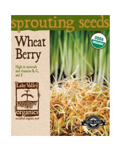 Sprouting Seeds 'Wheat Berries'