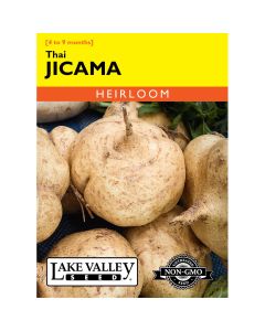 Pachyrhizus, Jicama 'Thai' Heirloom