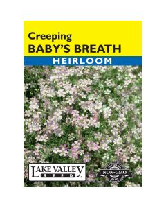 Gypsophila, Baby’s Breath 'Creeping'