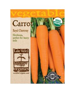 Daucus, Carrot Chantenay 'Royal' Organic Heirloom