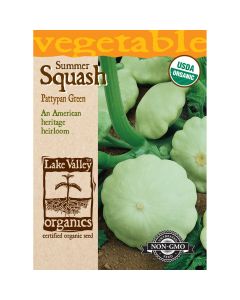 Cucurbita, Pattypan 'Green' Organic Heirloom