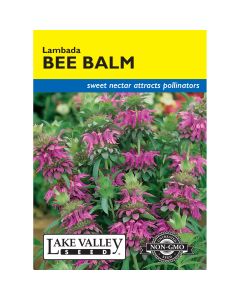 Monarda, Bee Balm 'Lambada'