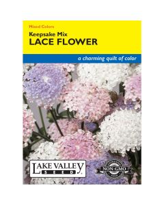 Didiscus, Lace Flower 'Keepsake' Mixed Colors