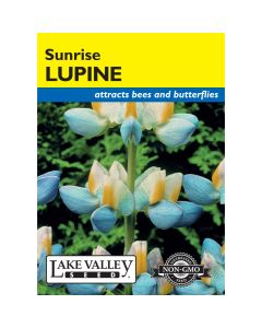 Lupinus, Sunrise Lupine