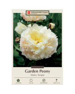 Paeonia, Garden Peony 'Shirley Temple' 