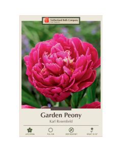 Paeonia, Garden Peony 'Karl Rosenfield' 