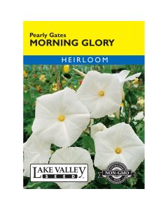 Ipomoea, Morning Glory 'Pearly Gates' Heirloom