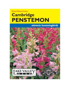 Penstemon, Dwarf Beardlip 'Cambridge' Mixed Colors