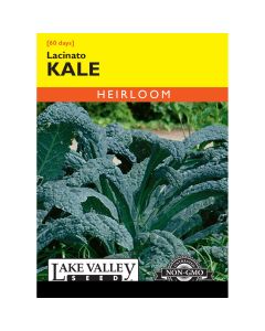 Brassica, Kale 'Lacinato' Heirloom